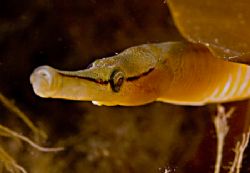 Pipefish - North Wales, D70s, 60mm. by Paul Maddock 